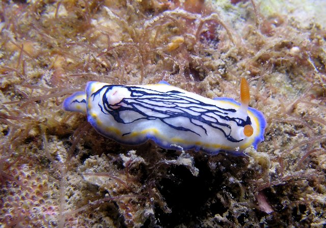 Hypselodoris maritima